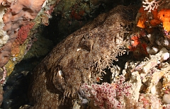 Raja Ampat 2016 - Eucrossorhinus Daypogon - Tasselled Wobbegon - Requin Tapis barbus - IMG_5309_rc